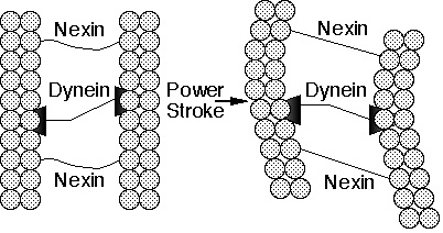 Kuva 2b. Kaaviopiirros ciliumista. Mikrotubuluksen moottoriproteiinin dyneiinin voima-isku naapuritubuluksen alafilamentti B:tä vasteen saattaa kuidut liukumaan toisiansa vasten. Joustava linkkeriproteiini neksiini muuttaa liukuvan liikkeen taipuisaksi liikkeeksi.
