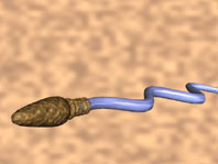 http://www.arn.org/docs/mm/sperm2.jpg