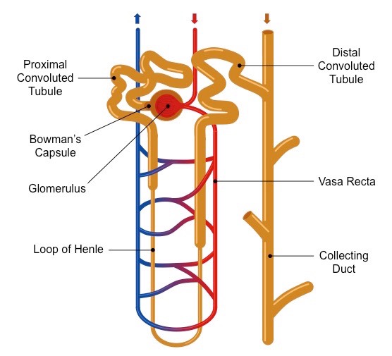 Nephrons | BioNinja